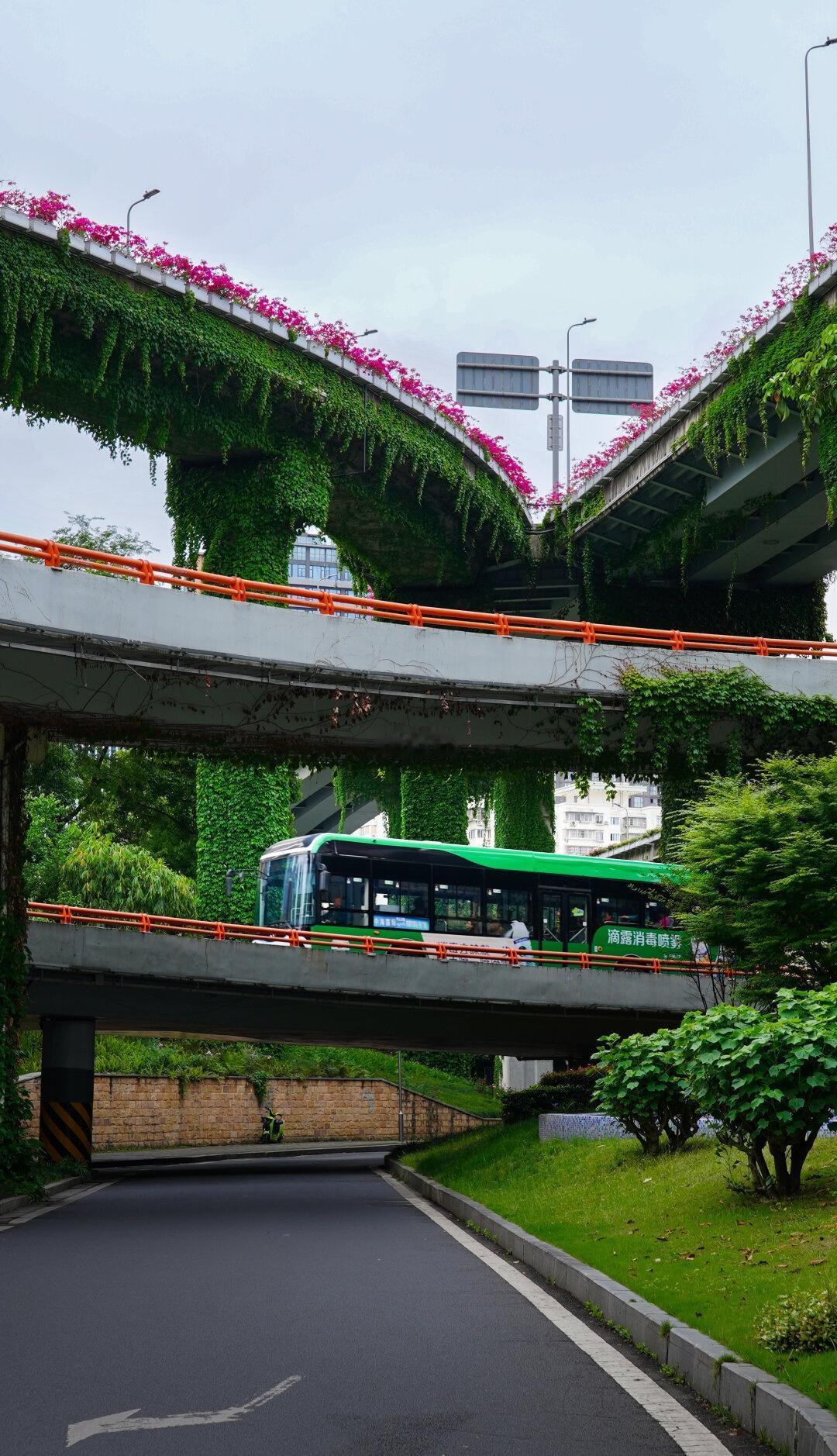 成都二环高架的浪漫
人生的意义 绿化带 成都赏花 城市绿化带
