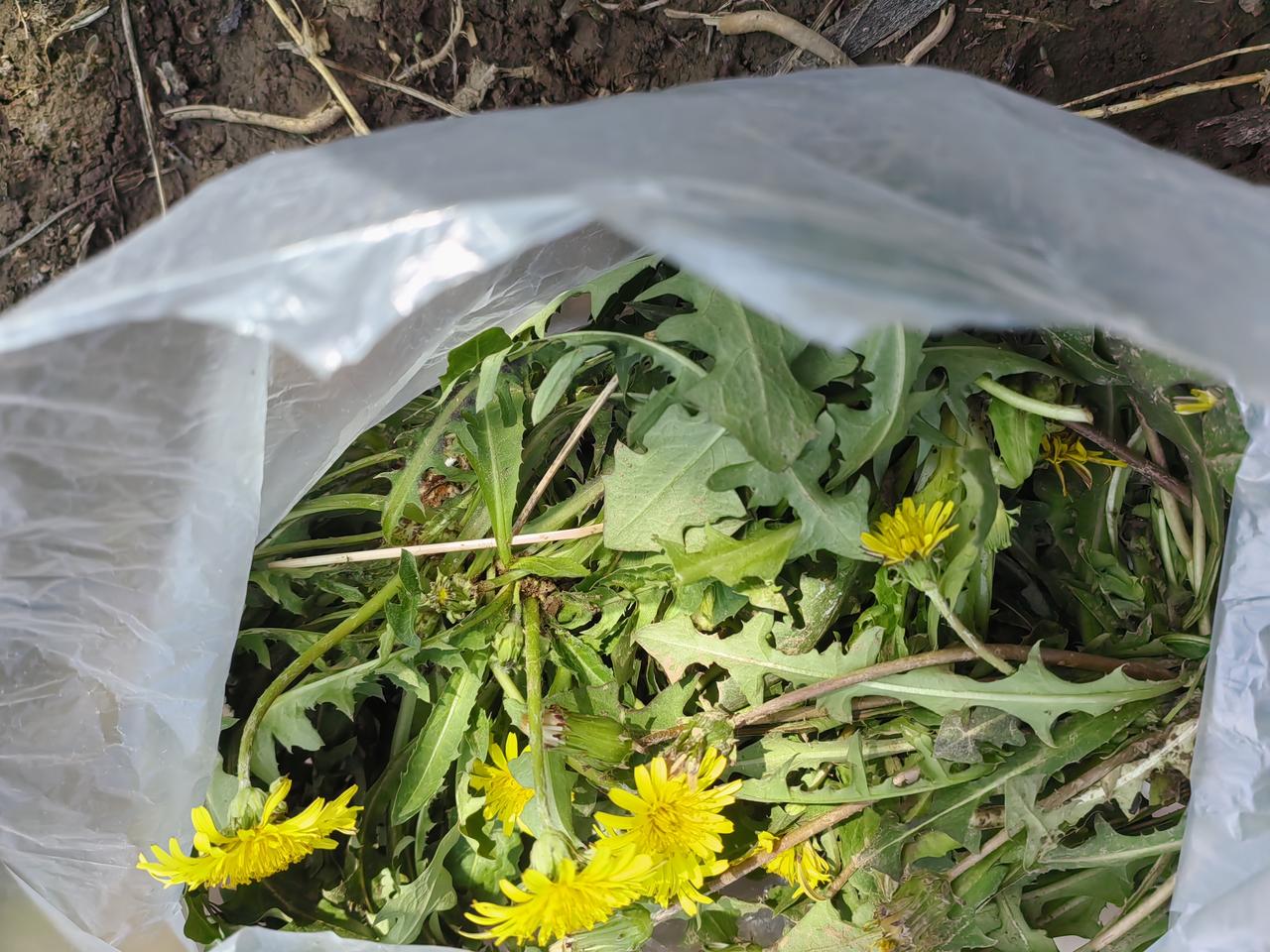 找不到种子，我先挖点蒲公英吃吧。
    杏树下面长出来好几颗杏树。这要是小时候