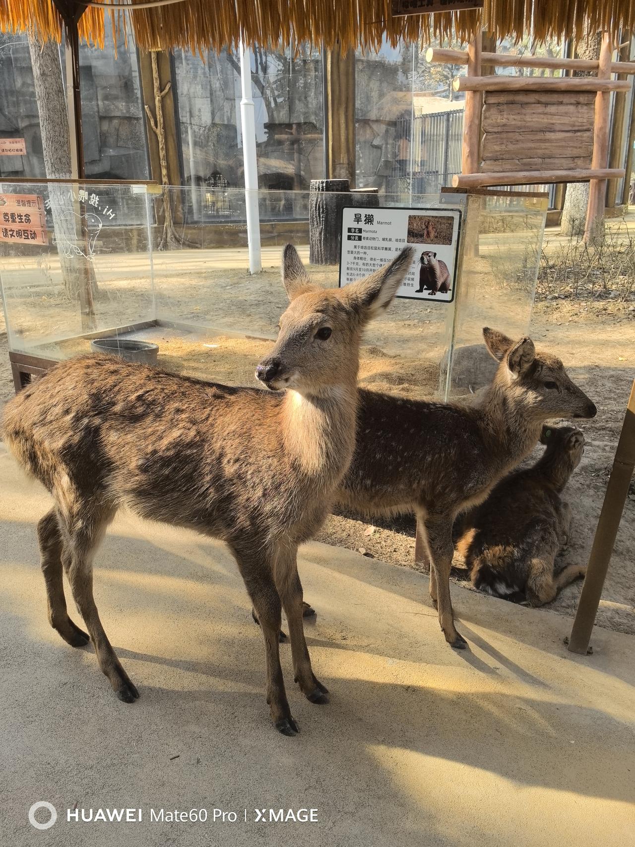 一人一句新年祝福2026大展宏图，心想事成
