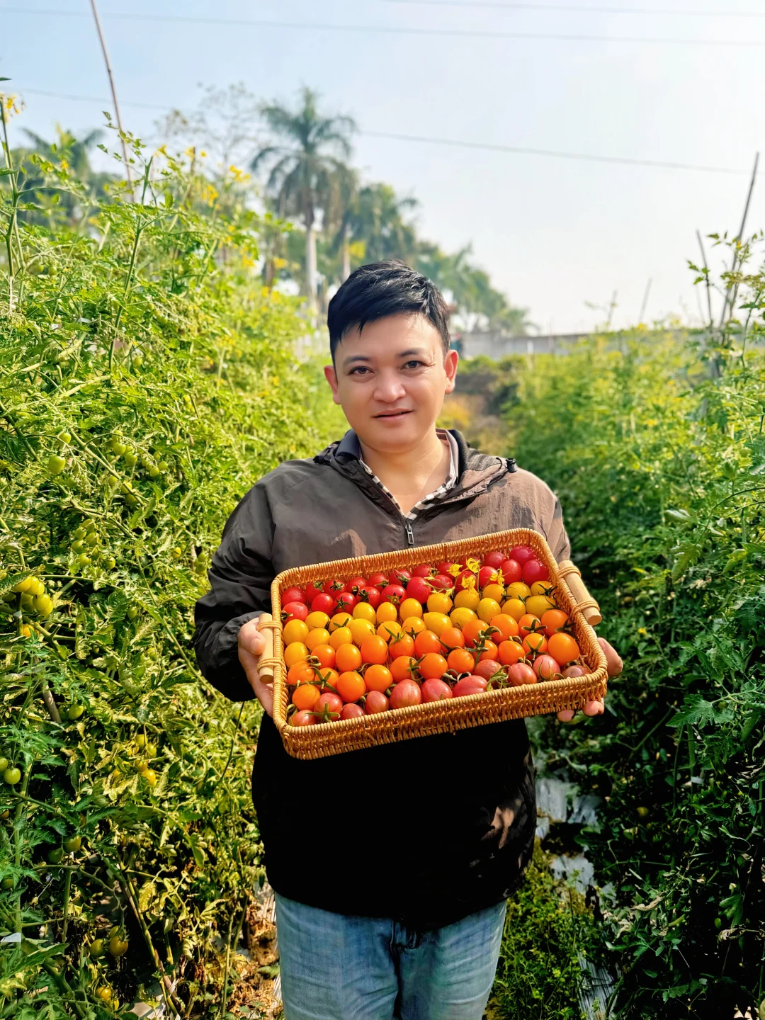 总要吃一次七彩小番茄呀，尝尝每一种的口感！