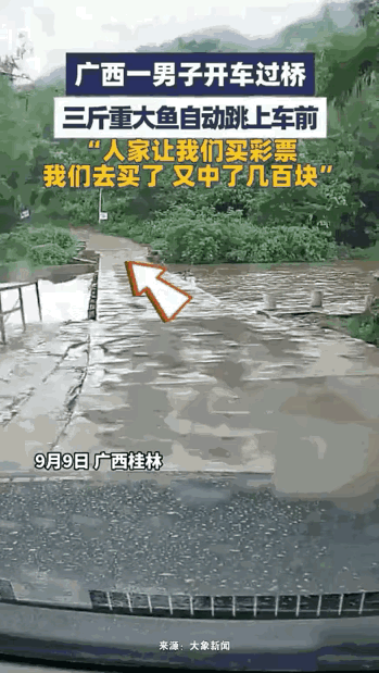 “这就是命啊！”9月9日，广西桂林，一男子开车过桥，突然，一条3斤重的大鱼从河里