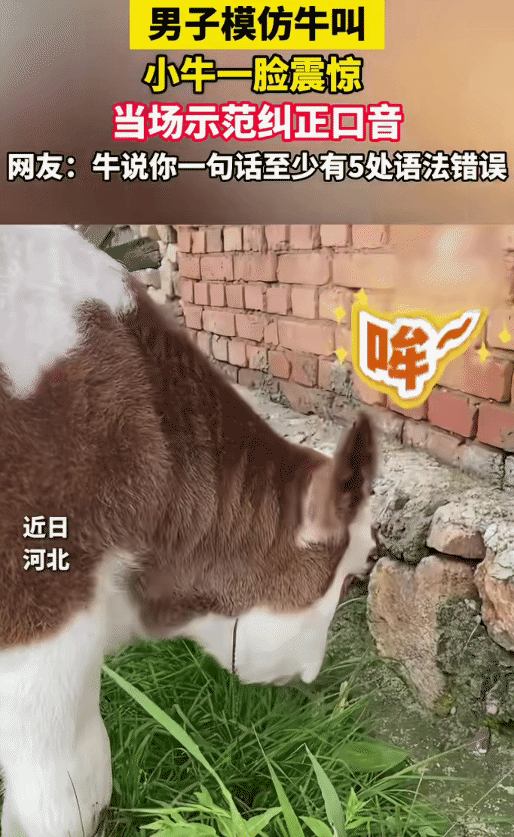 “笑不活了！” 河北，男子在一头小牛跟前模仿牛叫。突然，小牛转过头来，当场给他示