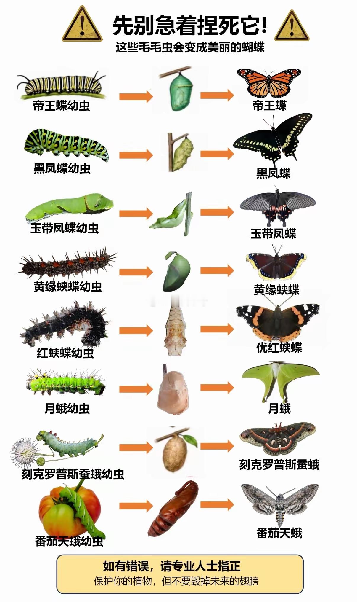 毛毛虫 