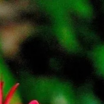 种植 🌷石蒜种植方法一、准备鳞茎石蒜主要是通过鳞茎来种植，提前准备好鳞茎，从大