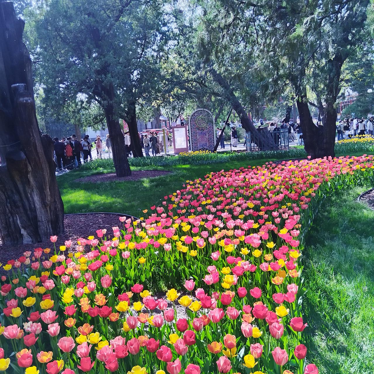 早晨看完植物园郁金香，下午再去中山公园看郁金香。