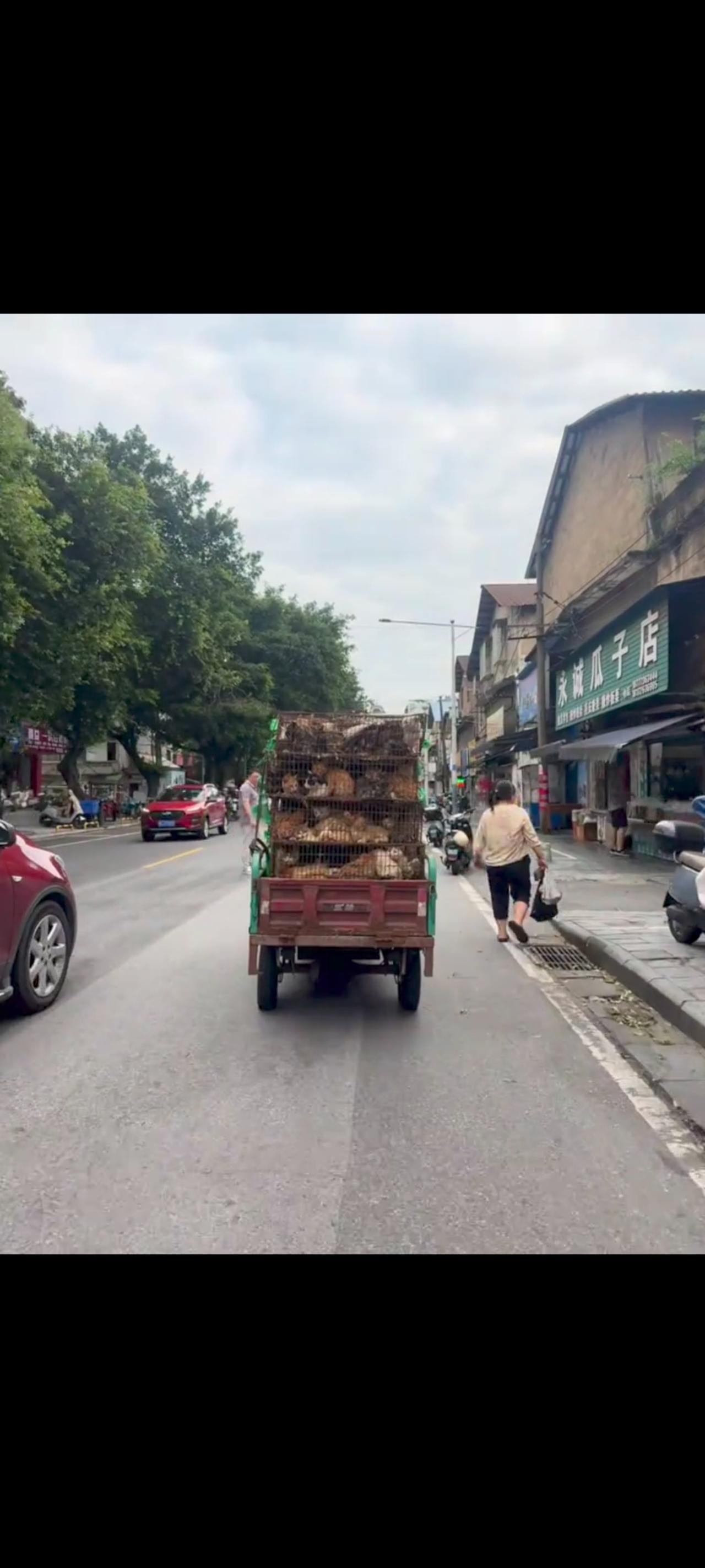 这是一组让人无比心寒的视频画面，也是一位爱心人士在回家的路上，用自己的手机拍摄下