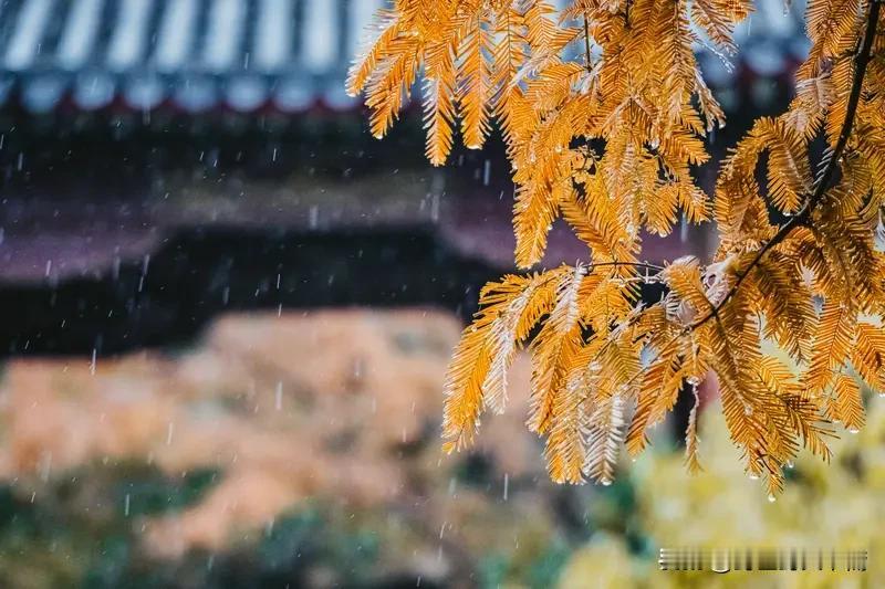 这个双节假日过得很有意思，连绵的秋雨成就了我为腹不为目的大道之旅，成就了我