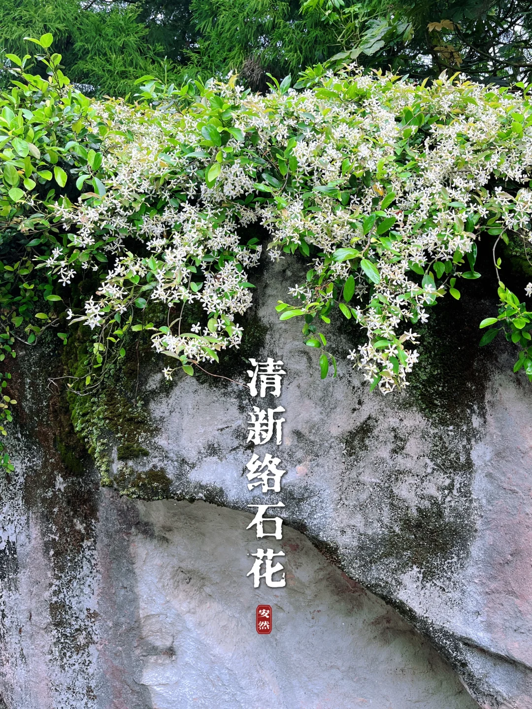 福州植物美图｜偶遇一棵自由清新的风车茉莉