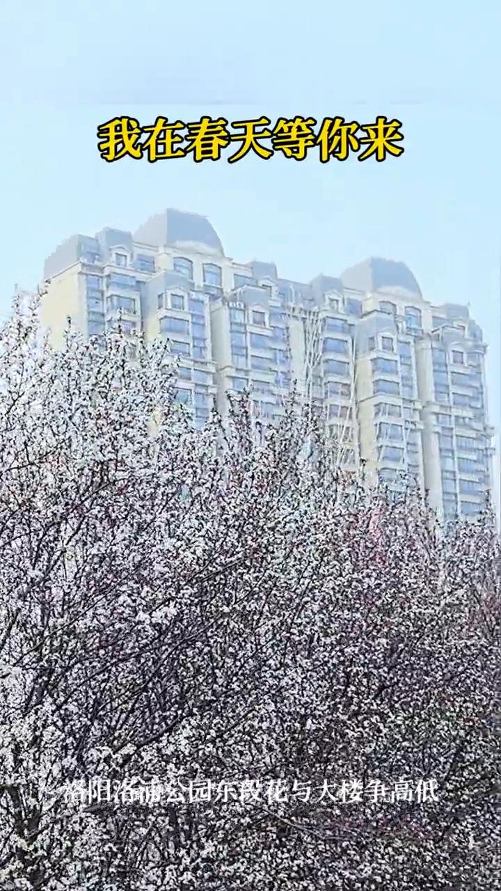 我在春天等你来。
洛阳洛浦公园东段花与大楼争高低。