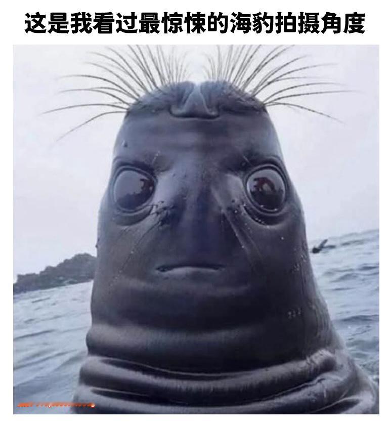 豹豹你哪位meme ​​​