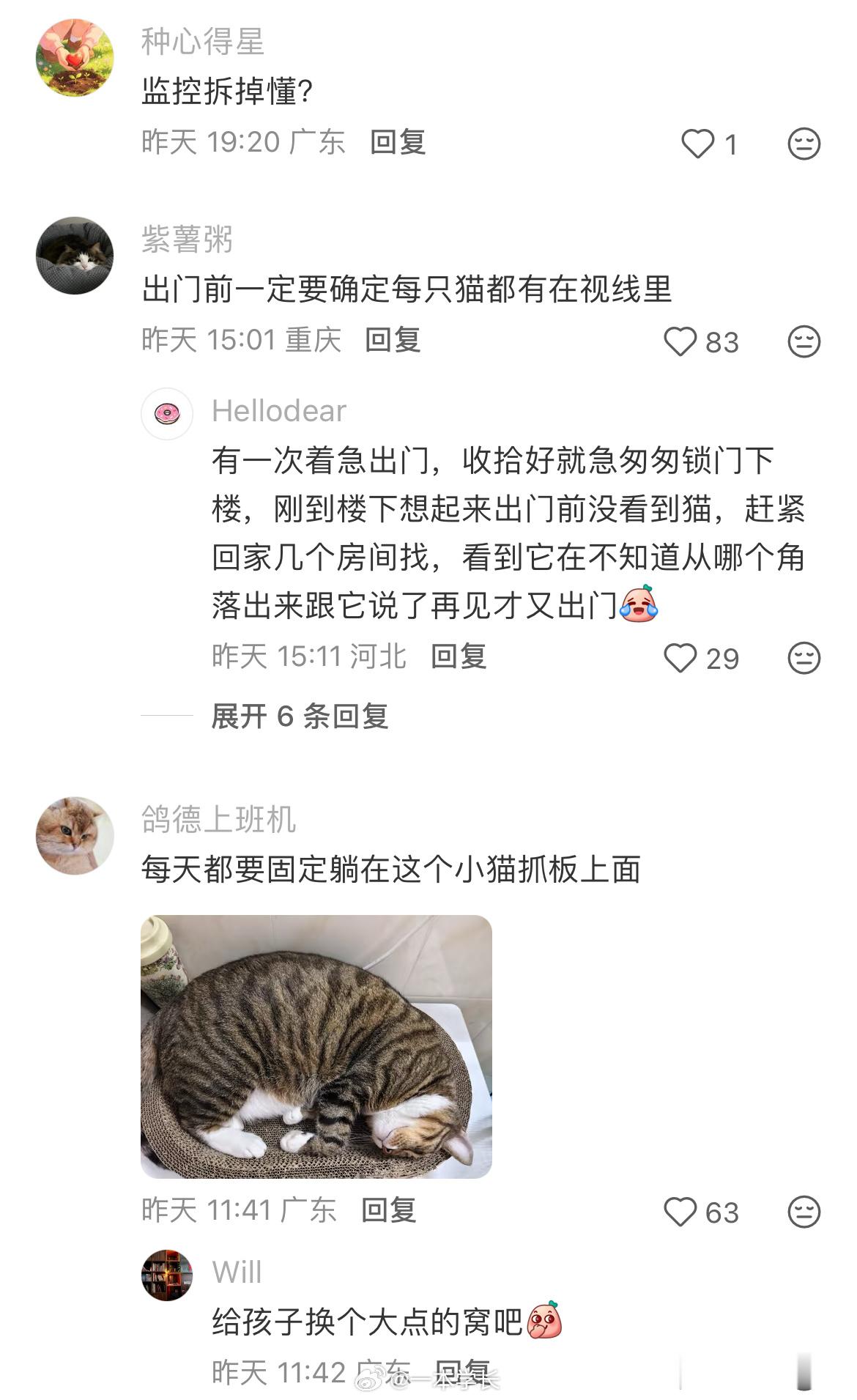 养猫后的生活不是猫找人就是人找猫 