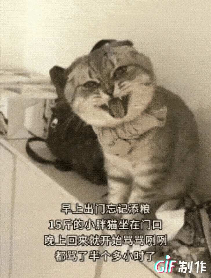 大家都笑喷了！一年轻小伙子因为独居，家里便养了一只狸花猫作伴，早上收到领导的来电