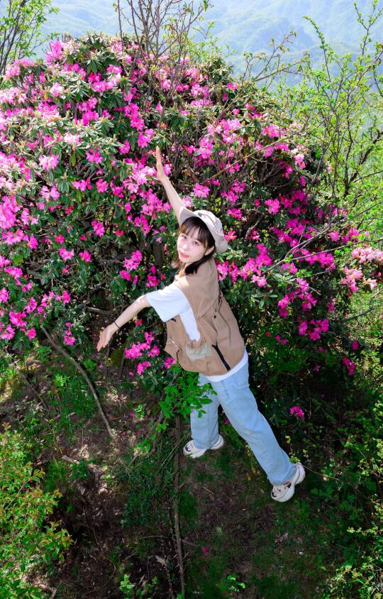 赏花正当时❗️光雾山千年杜鹃花开正好！