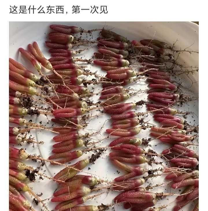 这是什么东西，第一次见 
