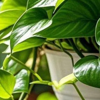 绿箩的种植方法与养护：绿萝的种植方法及养护主要包括以下几个方面：土壤选择：绿萝喜