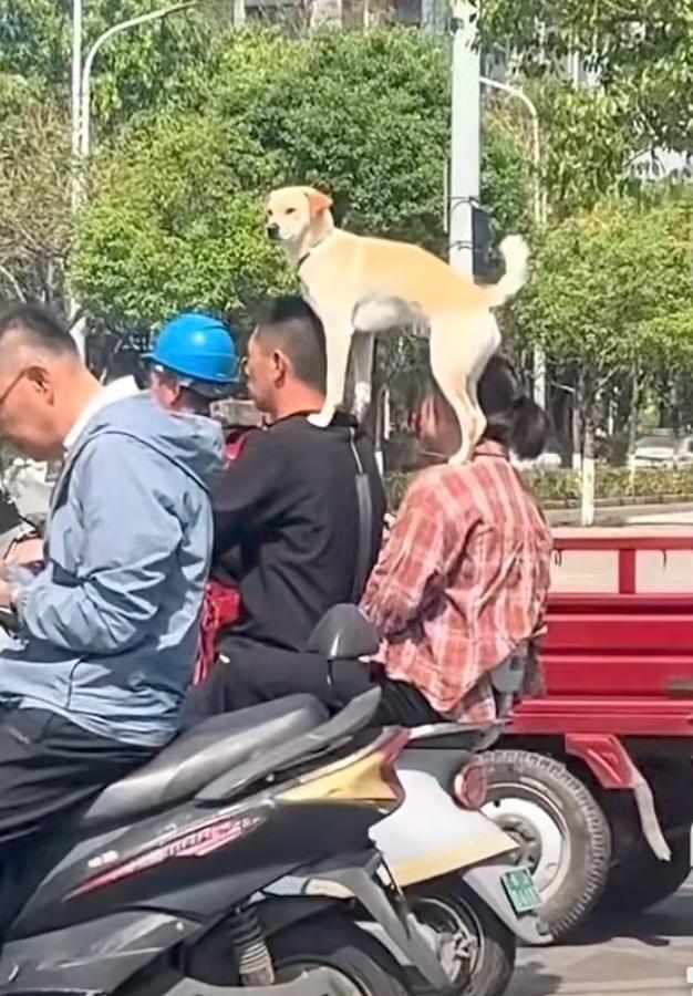 人们常骂狗仗人势。
现在进一步了，狗骑人头。