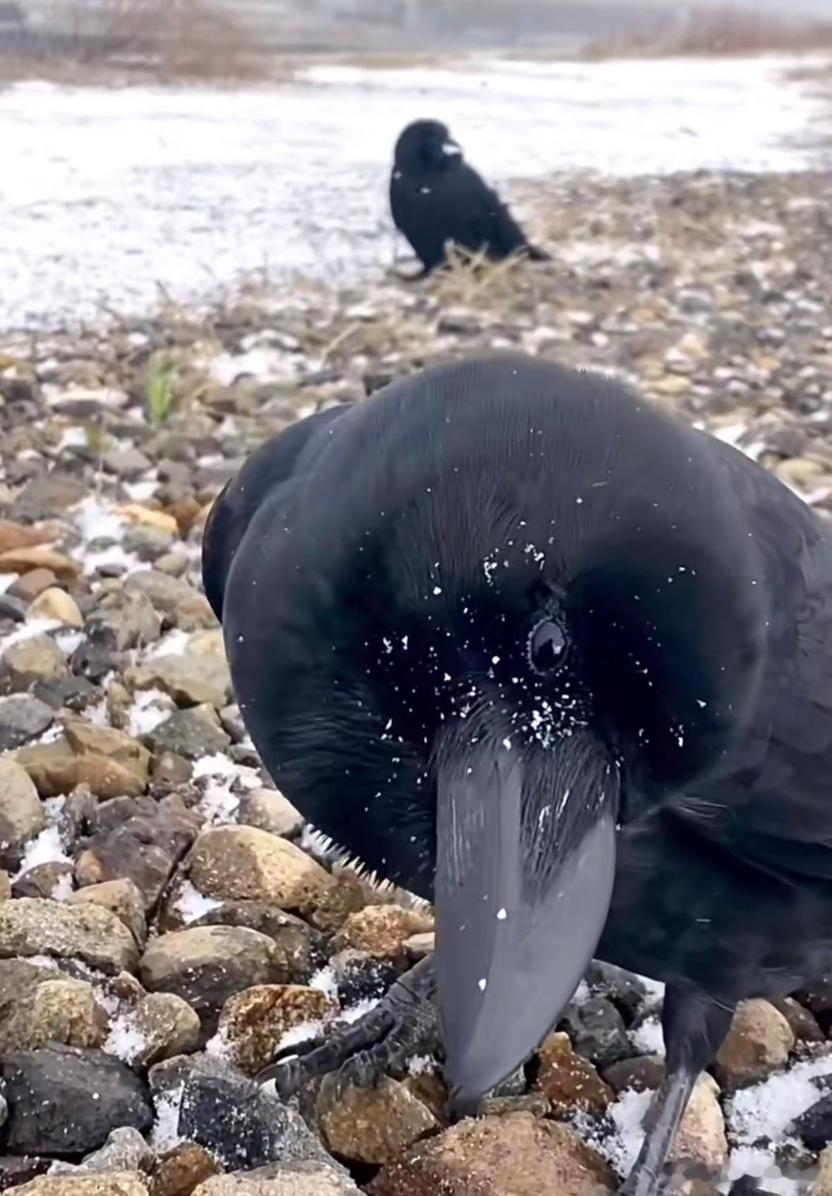 脑门贼大的大嘴乌鸦眼神好清澈的样子 ​​​