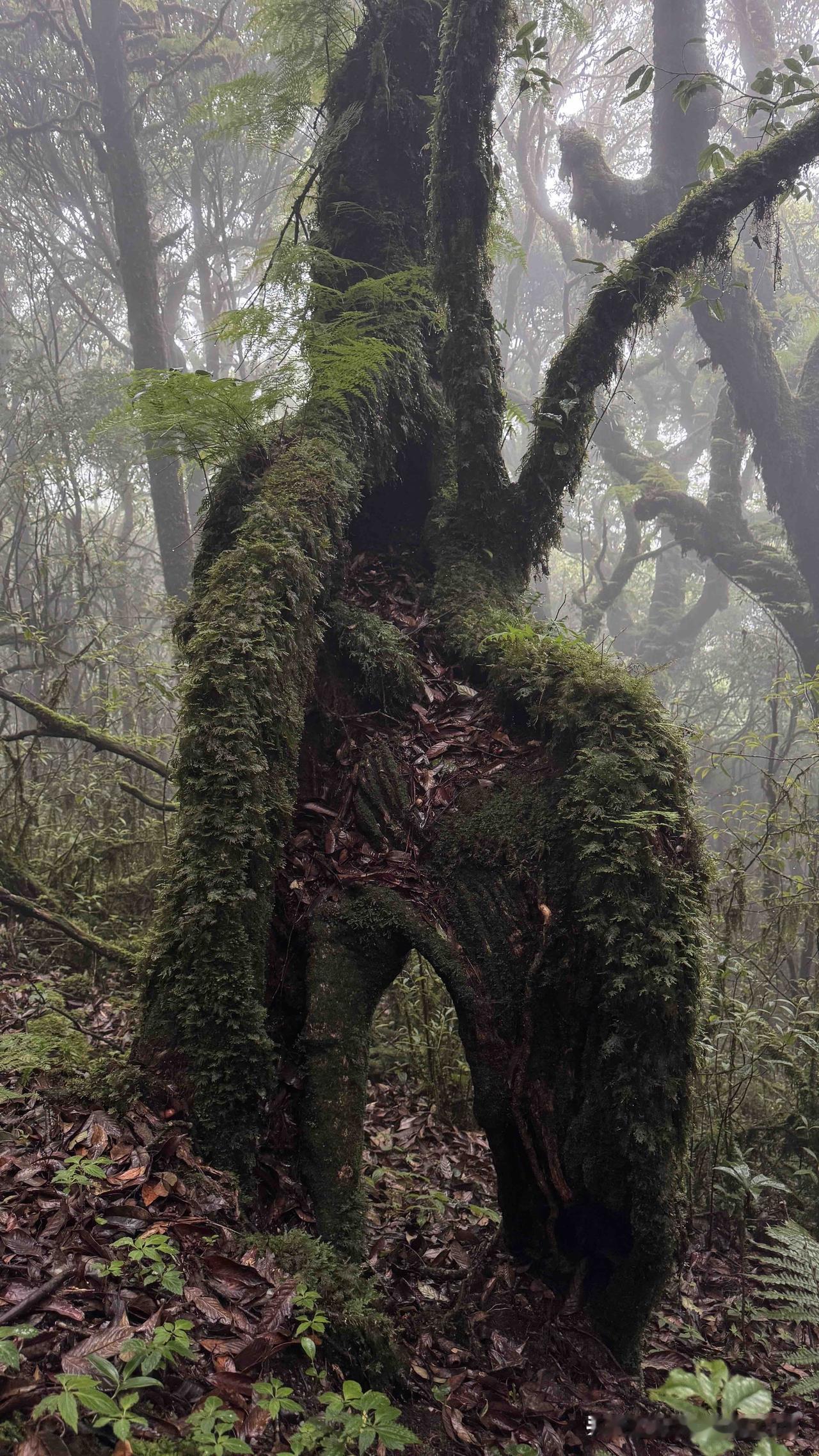 幻想过徒步哀牢山，钻进那片茂密原始森林，阳光透过枝叶碎成金片，打在满是青苔的石头