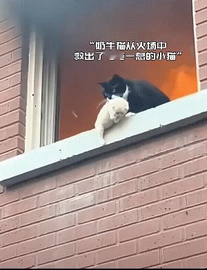 它是刻意的让后腿先着地的，伟大，聪明，勇敢，猫一般跳起来落地都是前脚落地，后脚落