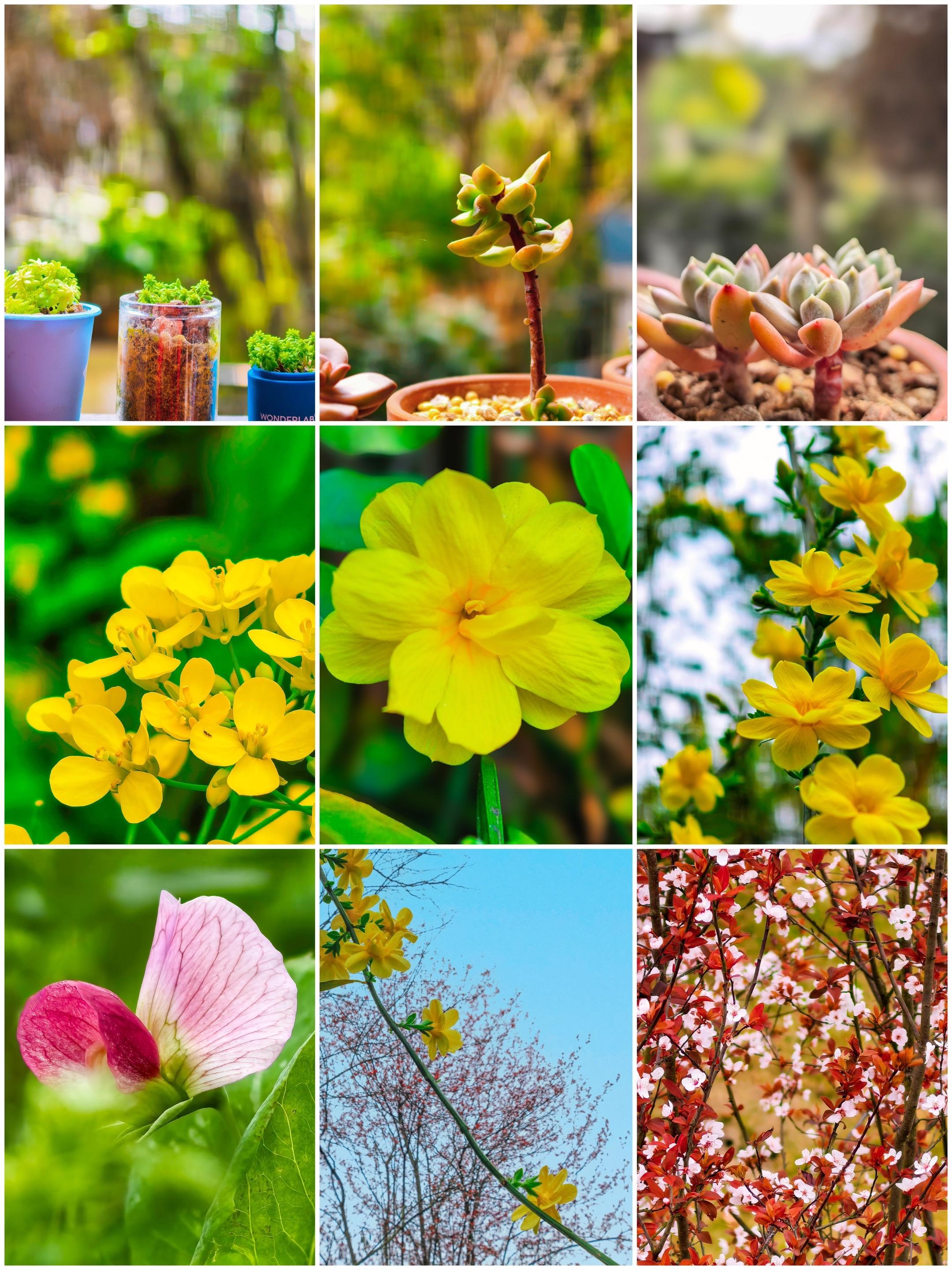 春天来啦！花绽如童闹，风似鬼送春香说绮事