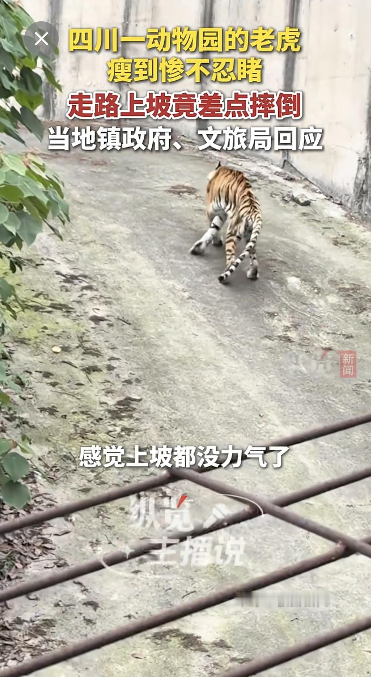 四川一动物园的老虎瘦到惨不忍睹，当地镇政府、文旅局登分别作出回应。