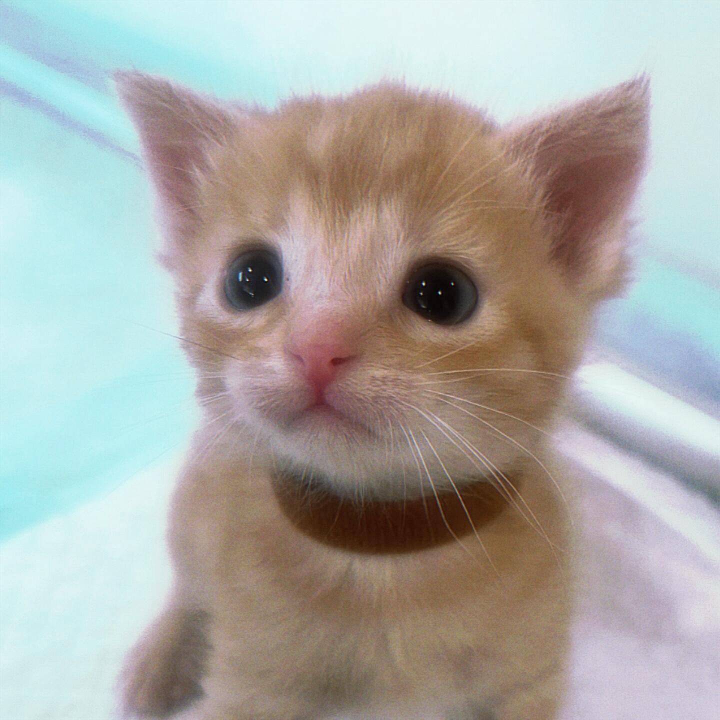 猫儿这个萌 