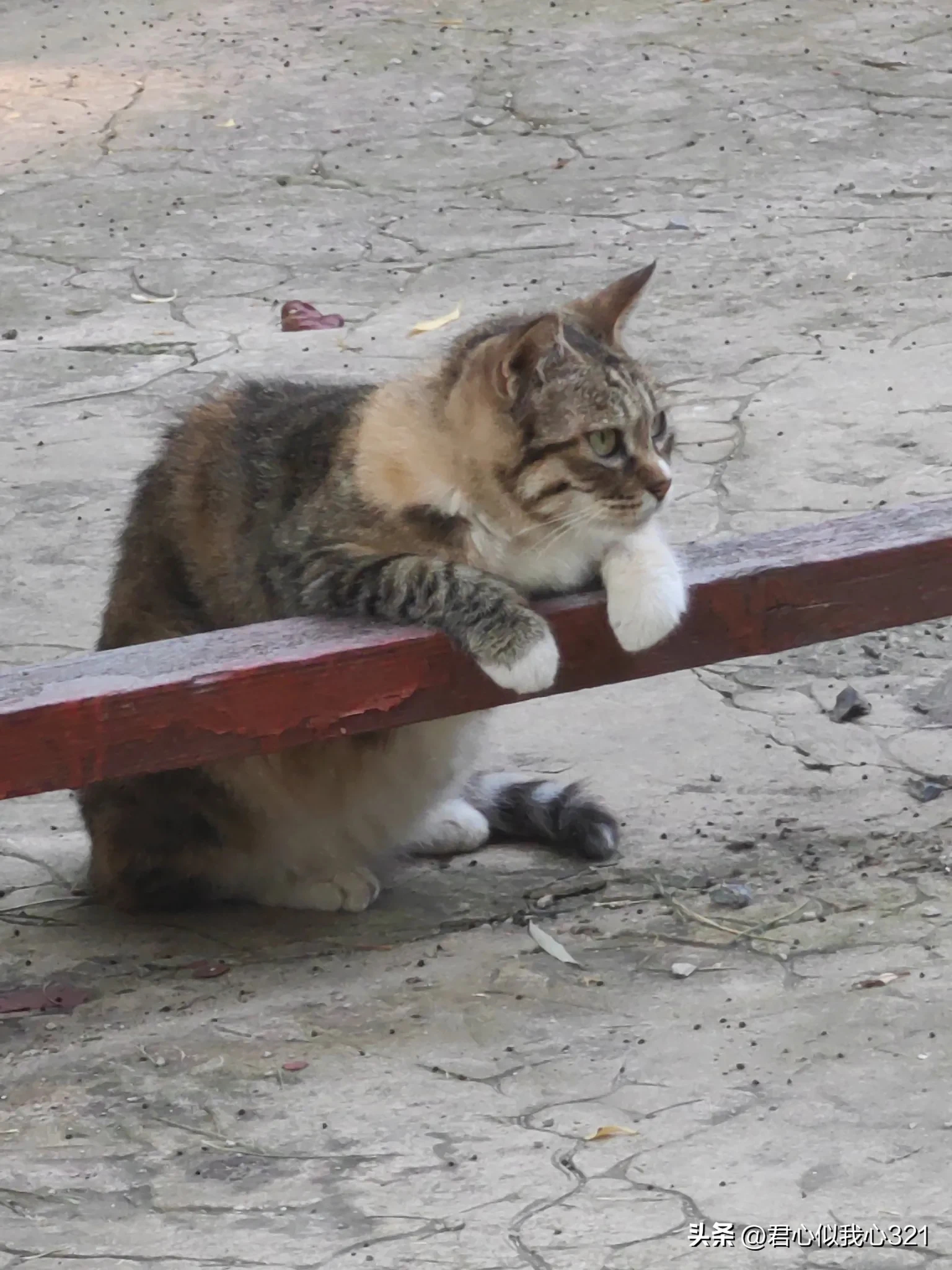 清晨趴在栏杆上翘首企盼喂猫人的猫猫好可爱！