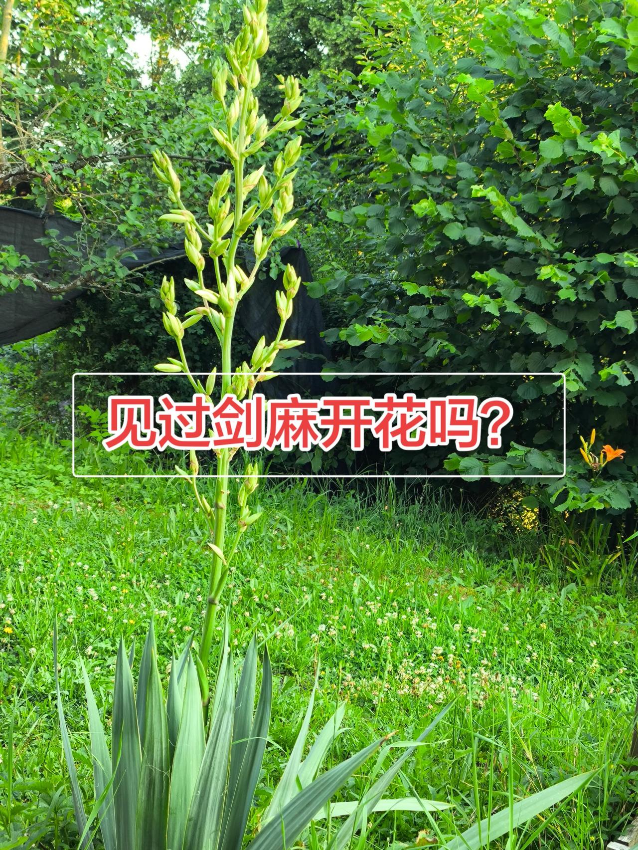 20260702.德国.院子里有两丛剑麻，平常剑锋毕露无人敢碰，近日鲜花怒放，露