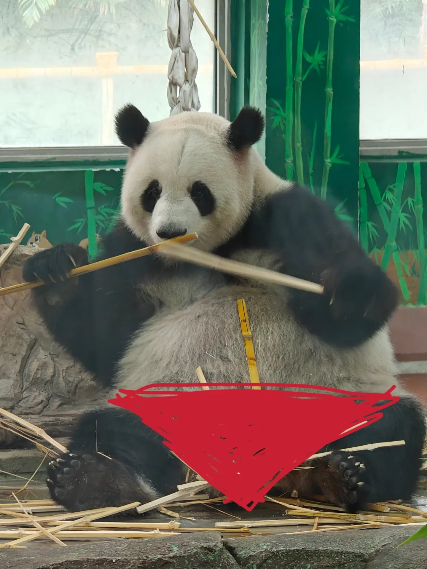广州动物园大熊猫星一雅一。有朋友留言，让我给孩子穿件衣服，我尽力了，动...