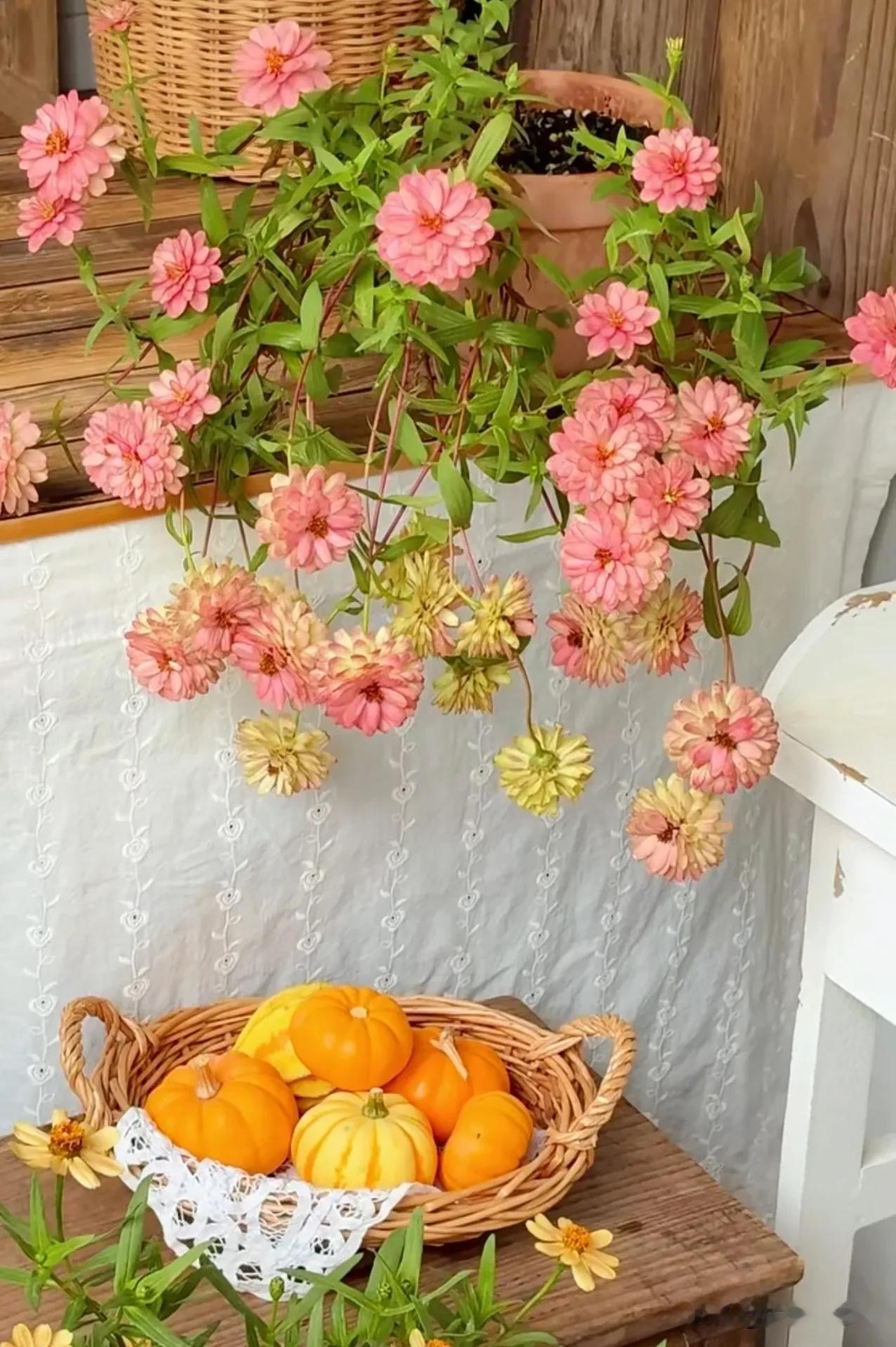 百日草～