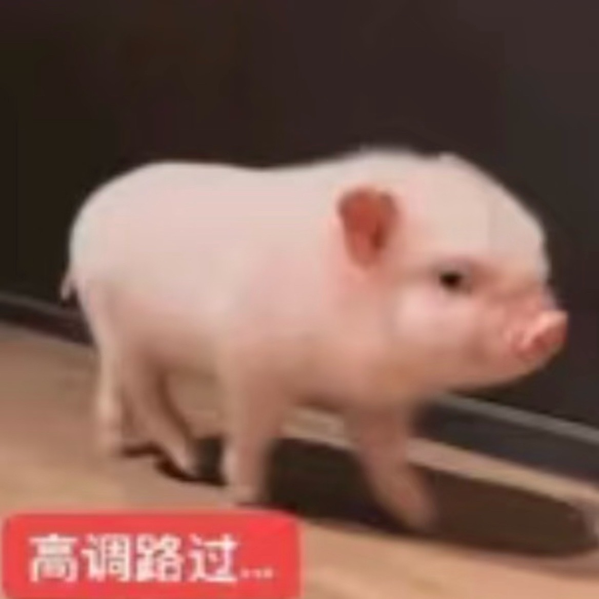 蛋蛋这波又承伤百分百了？？
