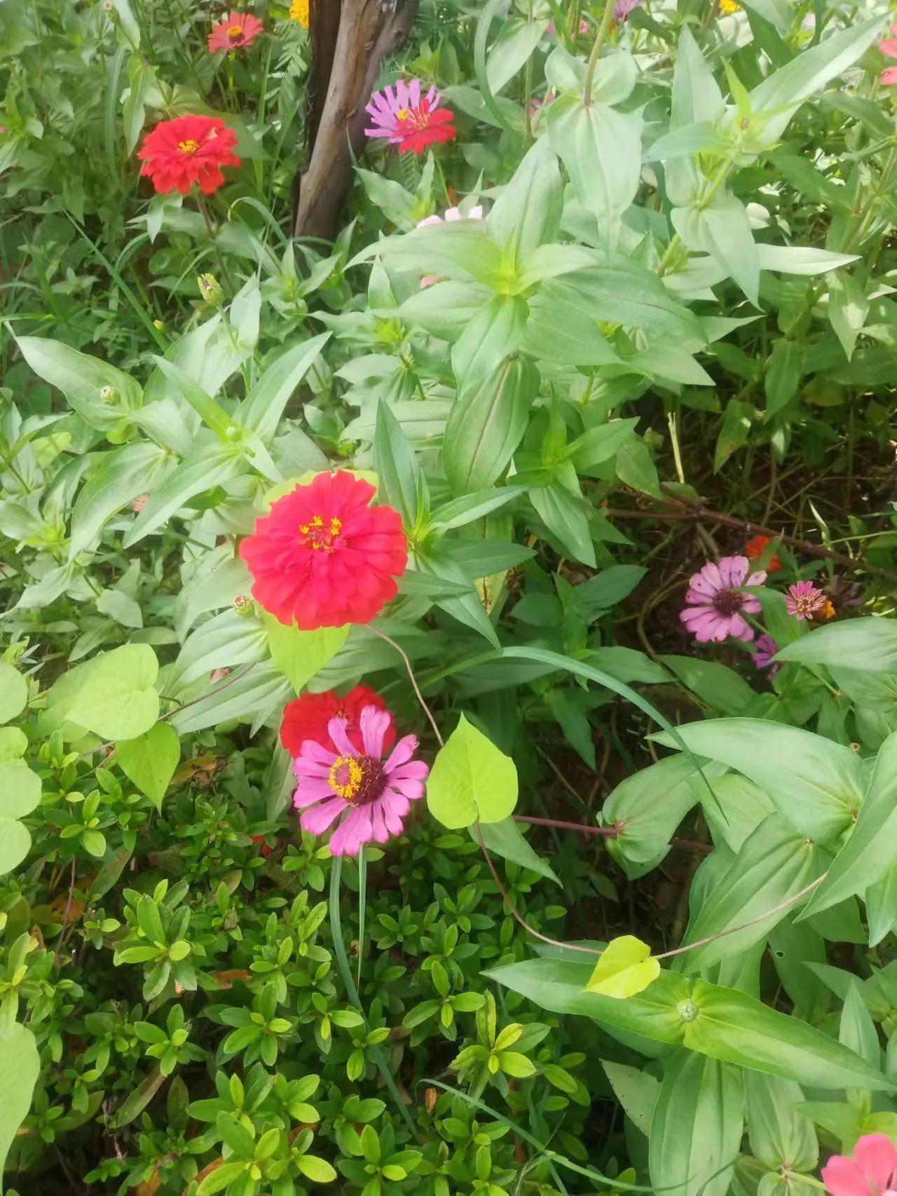 火锅，是生活的调味剂。当那一口翻滚着热辣汤汁的锅子摆在面前，各种食材在其中上下翻