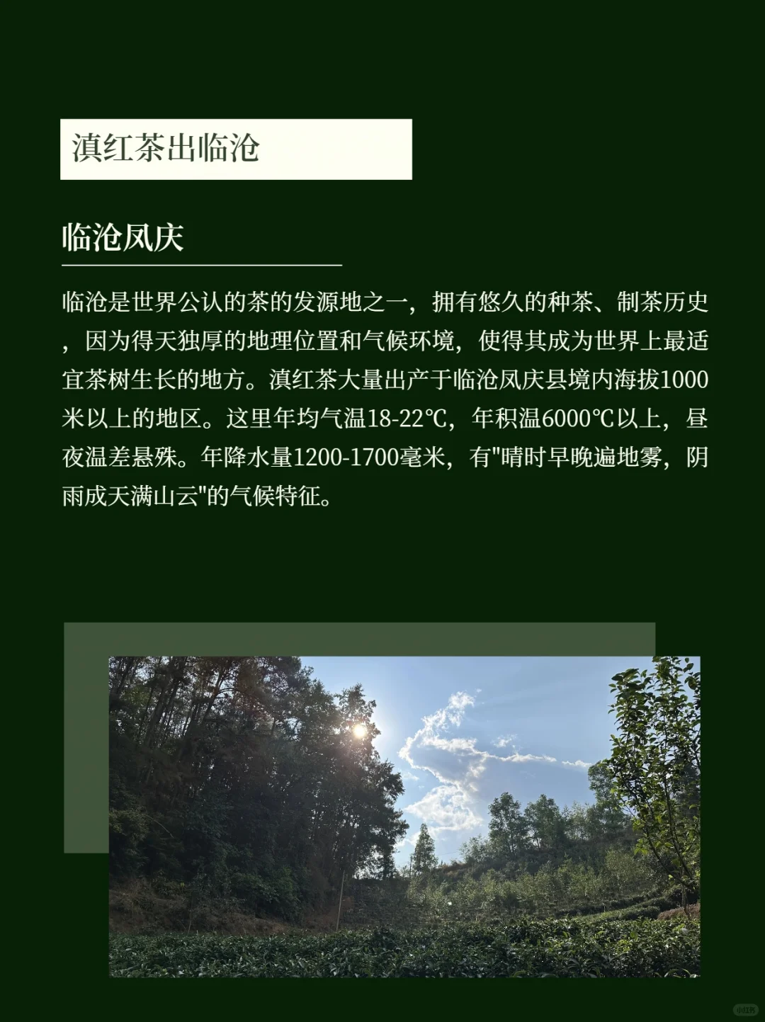 滇红茶，喝明白了