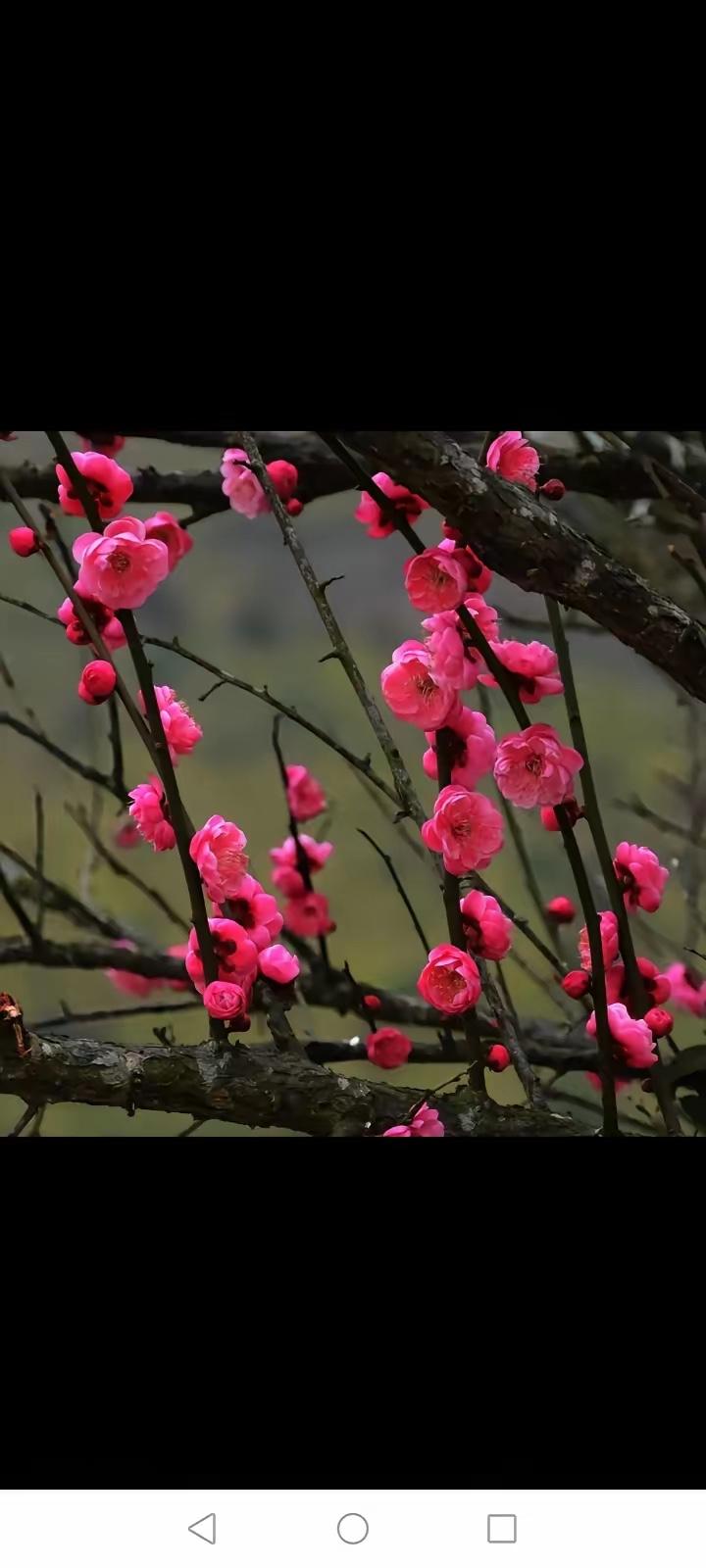 红遍枝头春意闹，
绿成满地夏已来。
横批：《红春绿夏》横批
