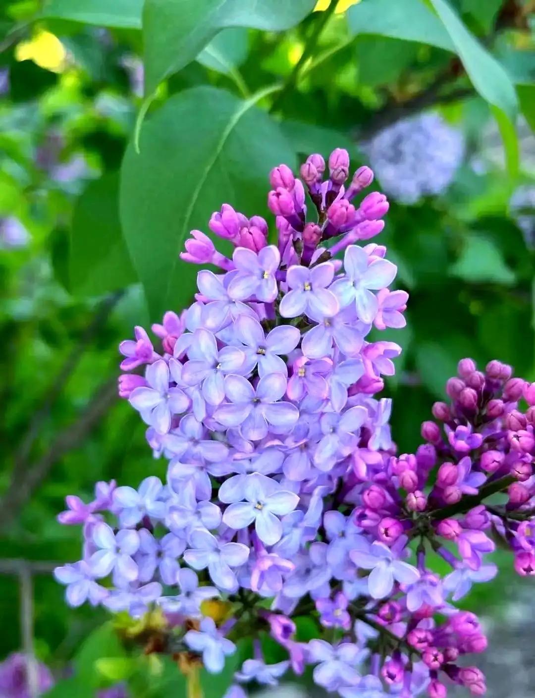 相思儿令 · 丁香

一簇紫云烟笼，香雾透朱栊。抟缱绻成心结，孤影对东风。

倏