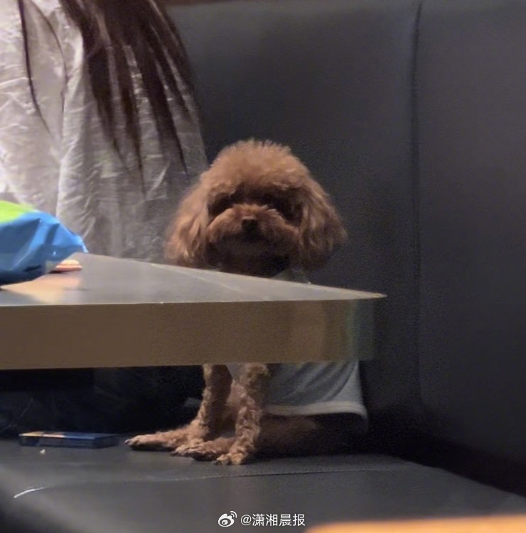 【#宠物坐沙发紧挨餐桌引在店食客不适#】#多方回应宠物紧挨餐桌引食客不适#近日，
