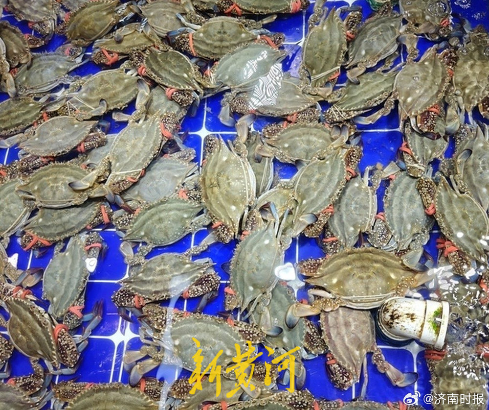 【“一天一个价”，皮皮虾价格一天降10元，#海鲜自由要实现了吗# ？】#济南皮皮