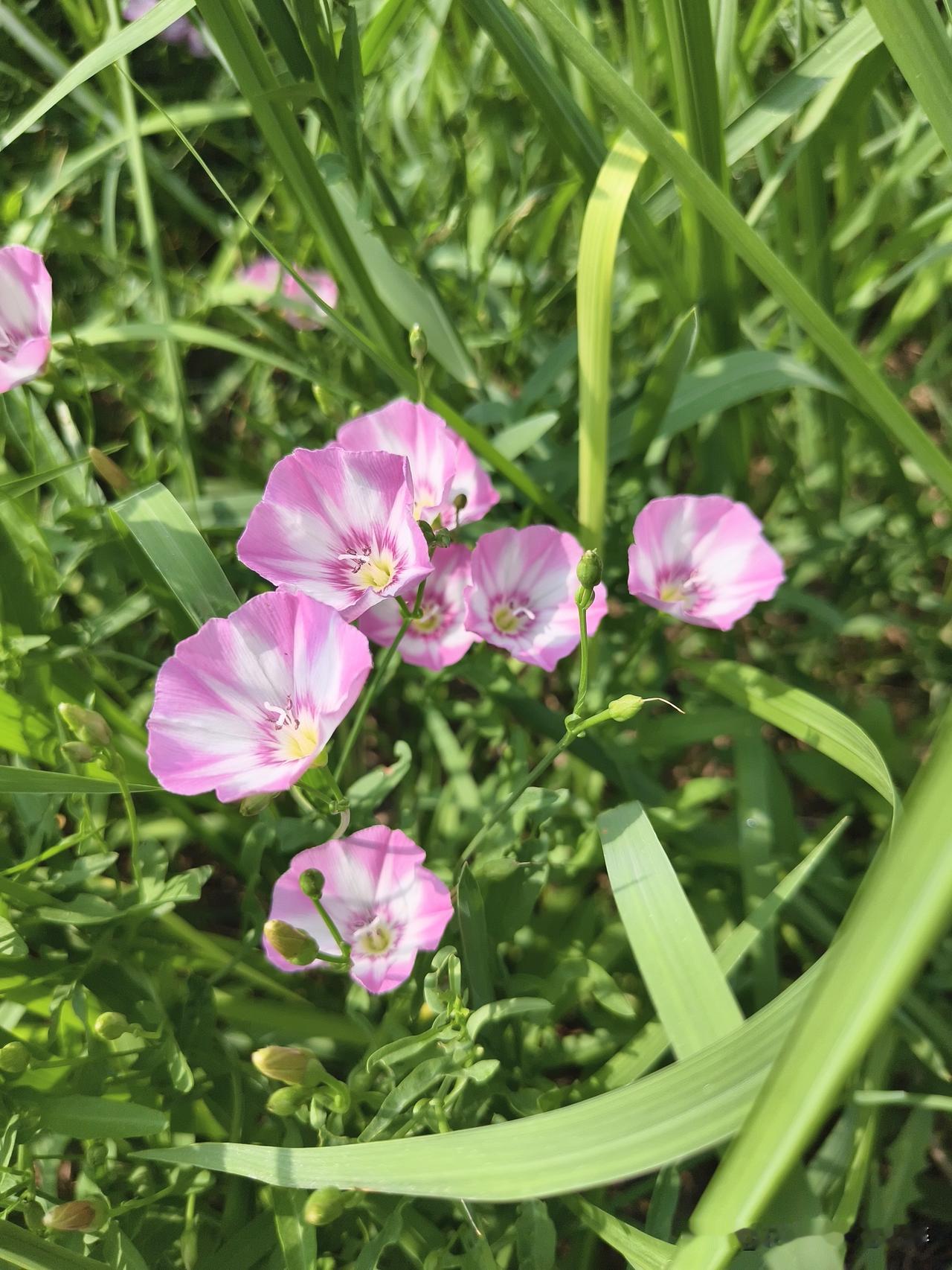 随手拍牵牛花