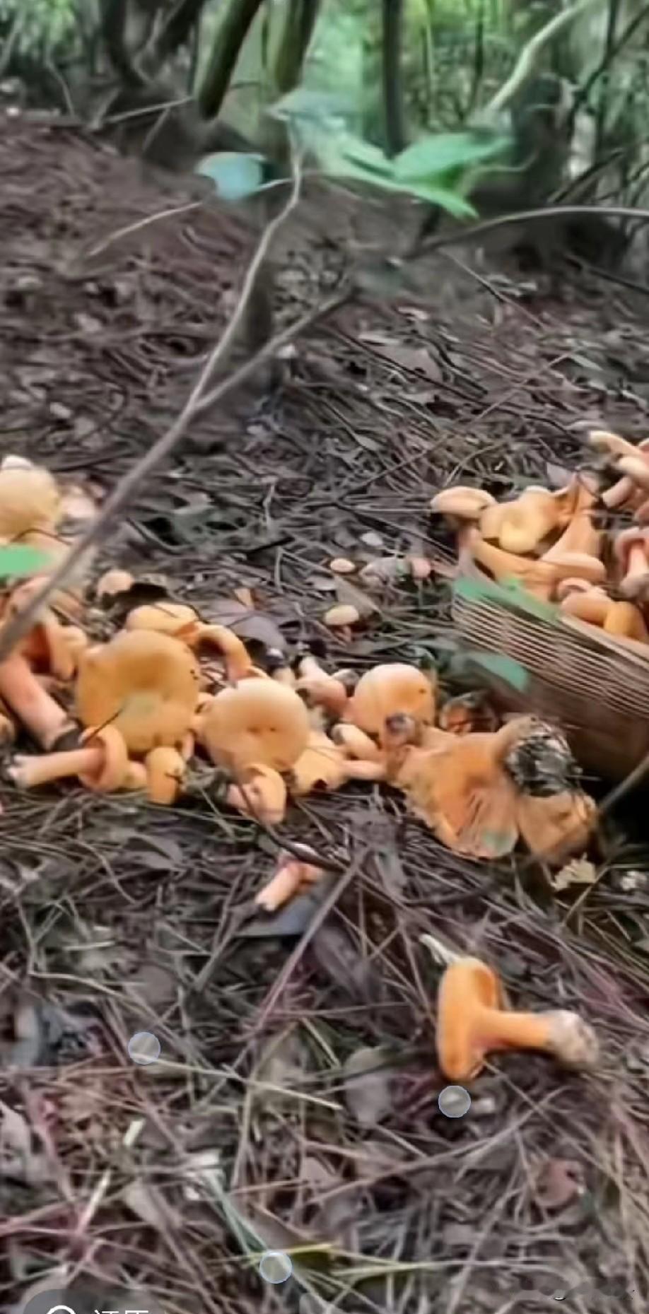 采不完，根本采不完！
漫山遍野，到处都是一簇簇，一堆堆的，可让人兴奋了！
有谁采