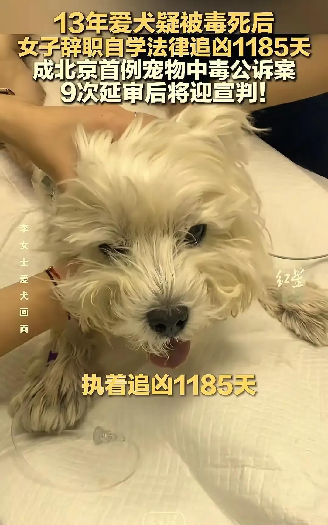 养了13年的爱犬突然被毒死，你会怎么做？一位女子用行动给出了答案，她辞职自学法律