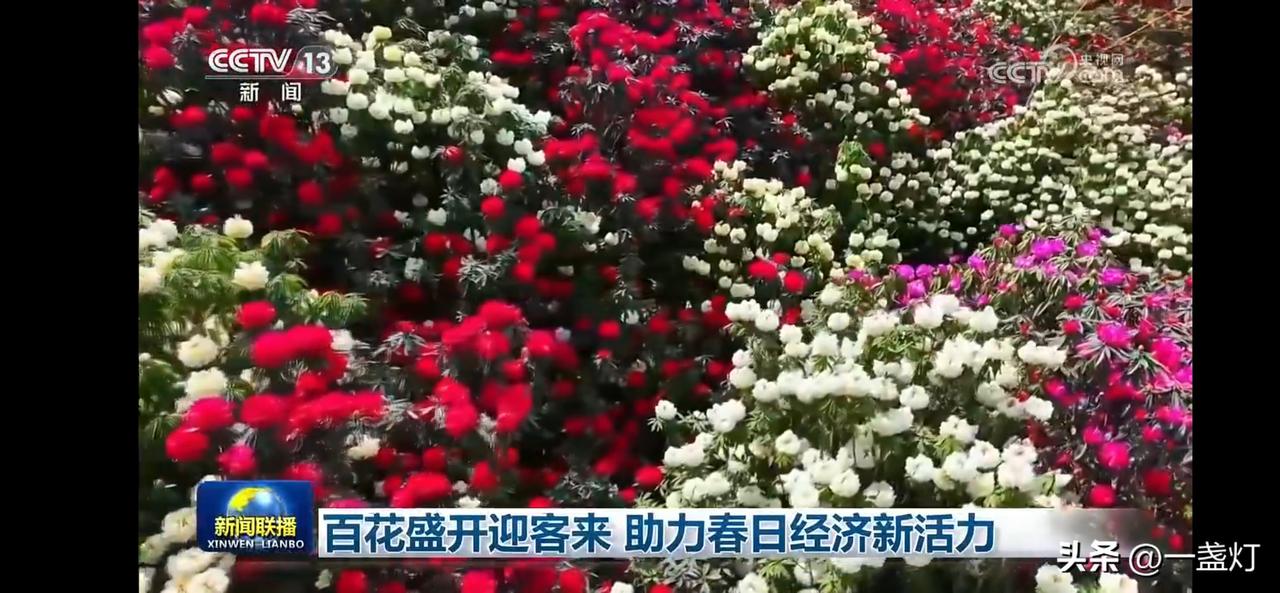 百花盛开迎客来