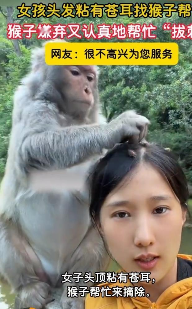 贵州黔灵山公园这只猴子火啦！5月5日游客拍下它帮女子摘头顶苍耳的视频，在网上爆火