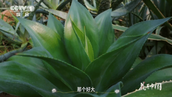 龙舌兰一生只开一次花花开中国 数十年默默扎根蓄力，只为一场极致绽放，花开即是生命