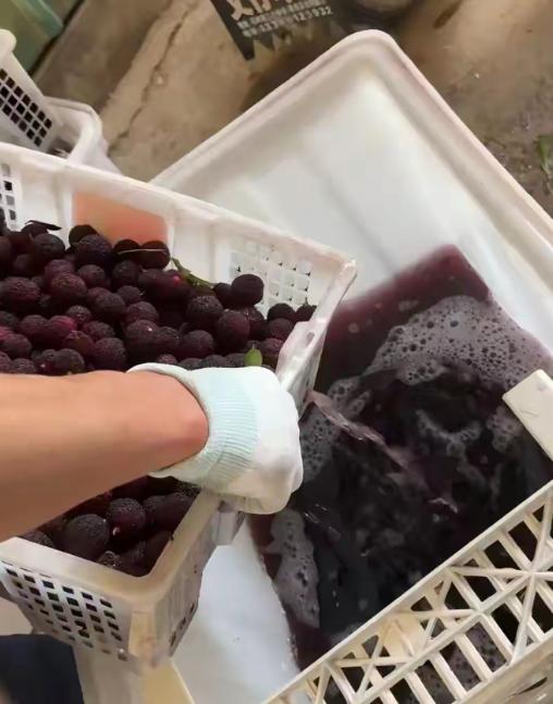 “药水泡杨梅”的商户被当场揭穿后，竟理直气壮地飙出一句极度无耻的话：“你要是敢曝