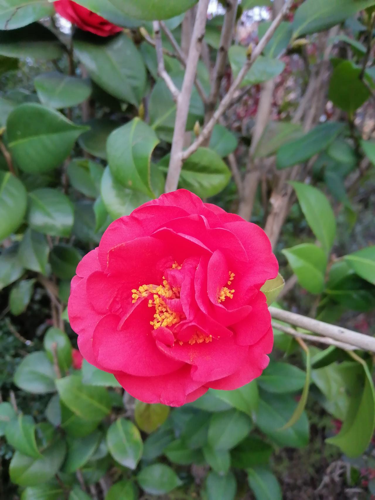 #分享一张花开的照片#