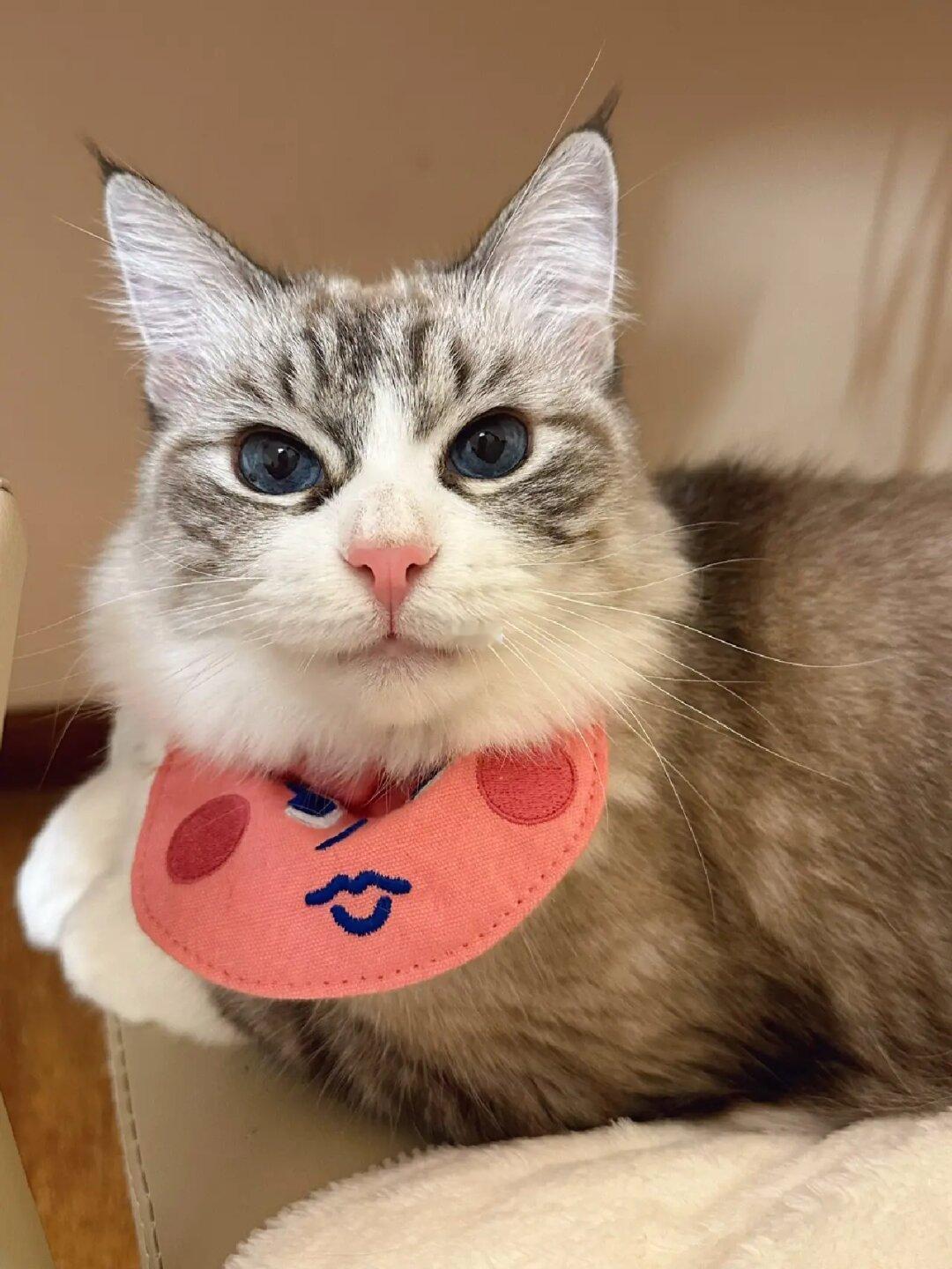 超会摆拍的小猫子·老太婆猫