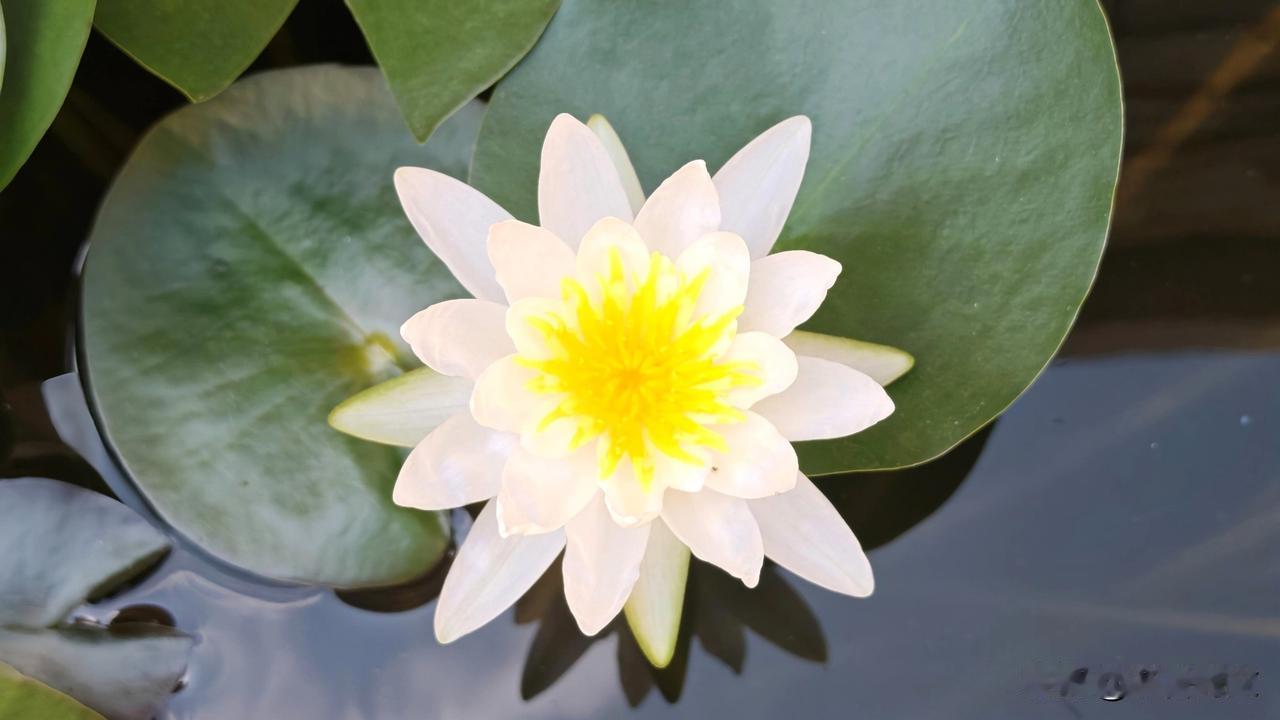 愿这中秋的水莲花，为你的心田带去一缕清香，一份安宁。为它点赞，也为所有在岁月中依
