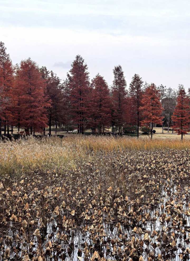 动漫里的冬天有多美，来晒#冬日景色#，请你吃暖胃老面馒头丨橙柿福利