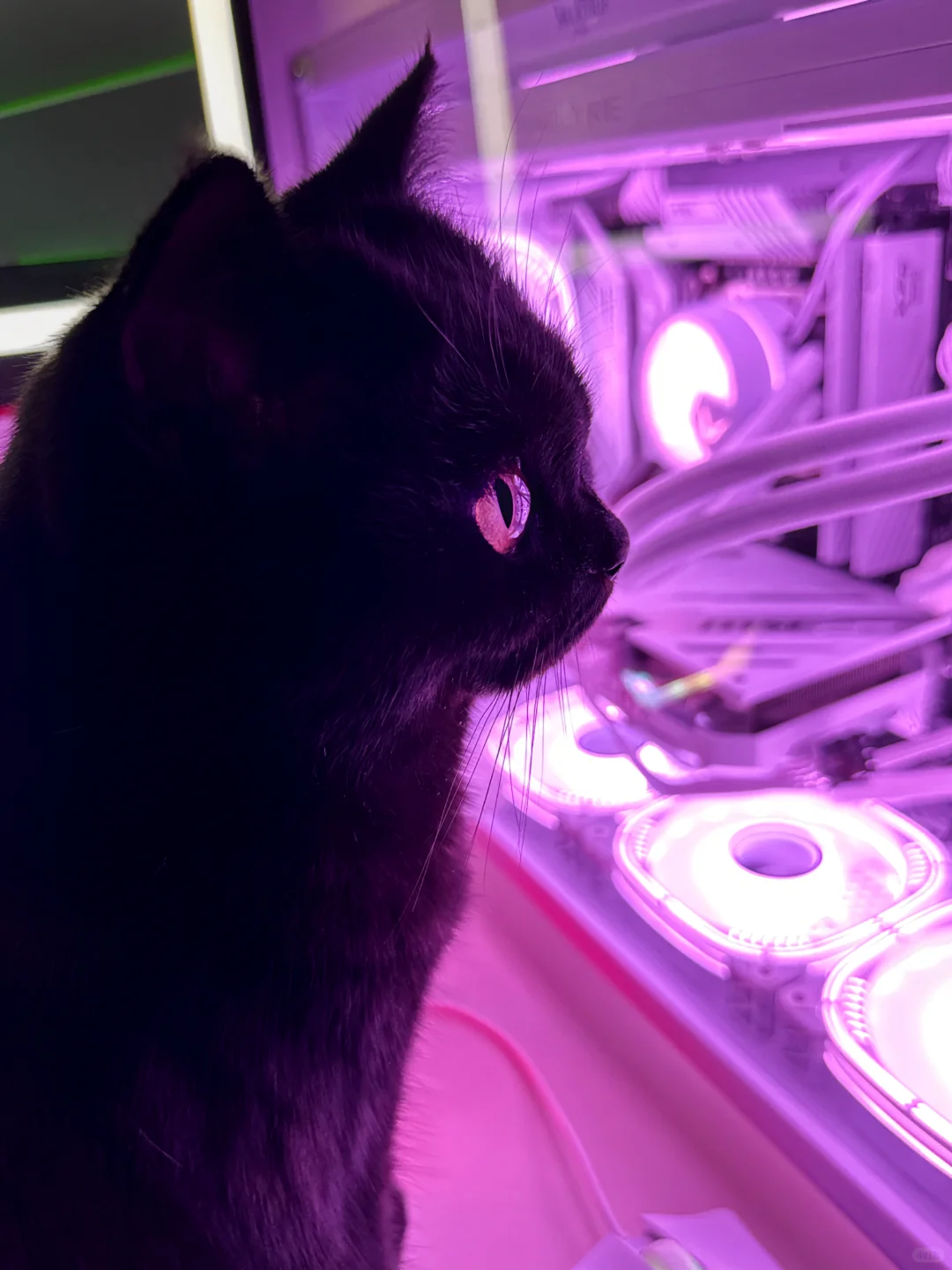 正在和母星建立连接🌍