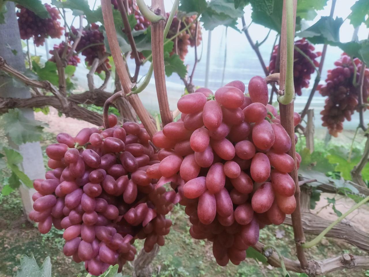 七绝·葡萄
芳芳




紫络藤盘串串香，
琳琅满目入文章。
天风梳得西园好，